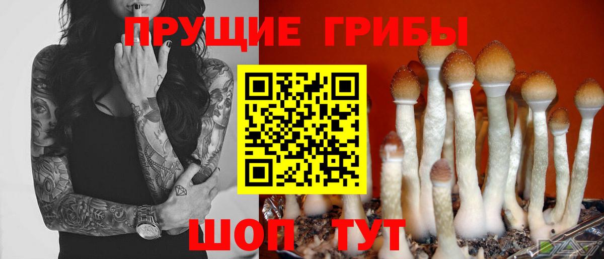 Сегежа  где купить наркоту  Вход с VPN  Галлюциногенные грибы Psilocybine cubensis 
